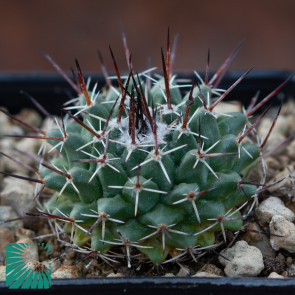 Mammillaria gigantea, immagine dell'intero esemplare.