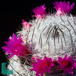 Mammillaria haageana
