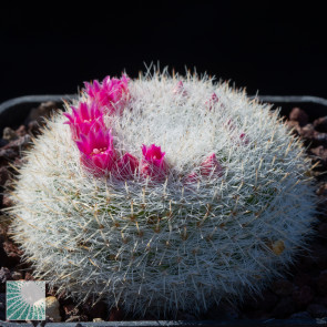 Mammillaria klissingiana, immagine dell'intero esemplare.