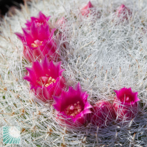 Mammillaria klissingiana