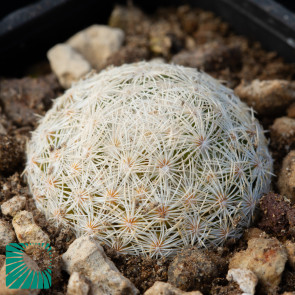 Mammillaria lasiacantha ssp. magallanii, immagine dell'intero esemplare.