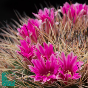 Mammillaria melanocentra