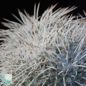 Mammillaria parkinsonii