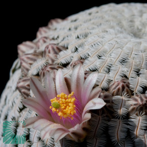 Mammillaria pectinifera