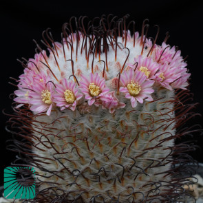 Mammillaria perezdelarosae