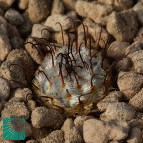 Mammillaria perezdelarosae, immagine dell'intero esemplare.