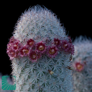 Mammillaria pottsii