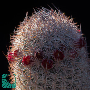 Mammillaria pottsii
