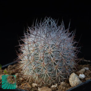 Mammillaria pottsii, immagine dell'intero esemplare.