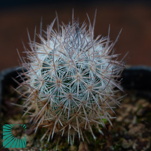 Mammillaria pottsii, immagine dell'intero esemplare.