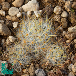 Mammillaria prolifera, immagine dell'intero esemplare.