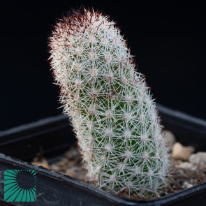 Mammillaria viperina, immagine dell'intero esemplare.