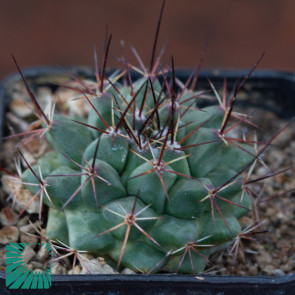 Mammillaria winterae, immagine dell'intero esemplare.