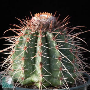 Melocactus oreas