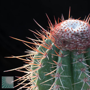 Melocactus rubrispinus