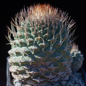 Strombocactus disciformis