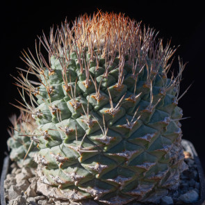 Strombocactus disciformis, esemplare intero.