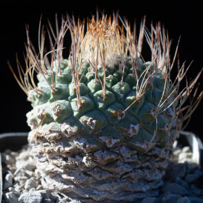 Strombocactus disciformis