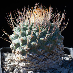 Strombocactus disciformis