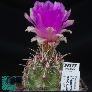 Thelocactus bicolor