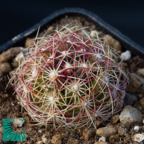 Thelocactus bicolor, immagine dell'intero esemplare.