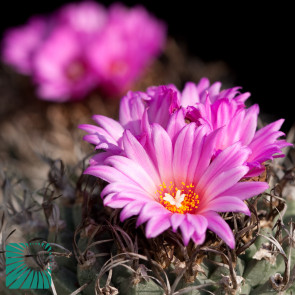 Turbinicarpus alonsoi