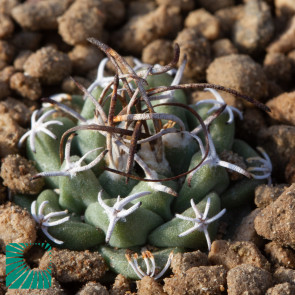 Turbinicarpus alonsoi, immagine dell'intero esemplare.