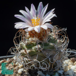 Turbinicarpus pseudomacrochele, immagine dell'intero esemplare.