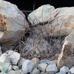 Turbinicarpus dickisoniae