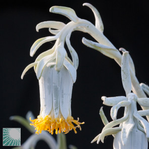 Senecio cephalophorus