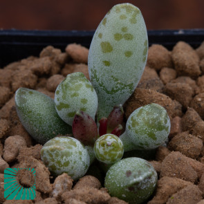 Adromischus cooperi, immagine dell'intero esemplare.