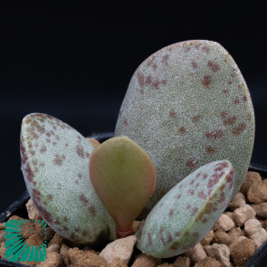 Adromischus filicaulis, immagine dell'intero esemplare.