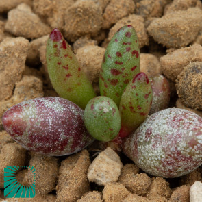 Adromischus filicaulis, immagine dell'intero esemplare.
