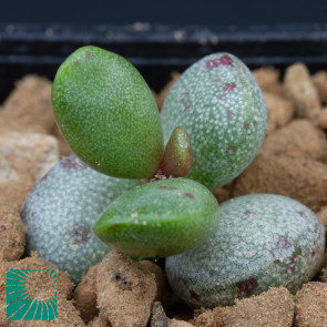 Adromischus filicaulis, immagine dell'intero esemplare.