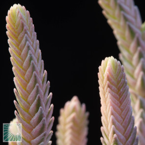 Crassula muscosa f. variegata, particolare dell'apice della pianta.