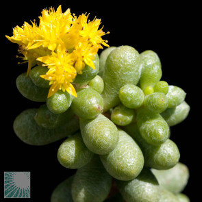 Sedum hernandezii, esemplare in fiore.