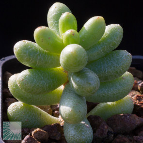 Sedum hernandezii