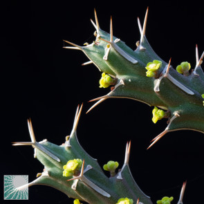 Euphorbia furcata, particolare dell'apice della pianta.