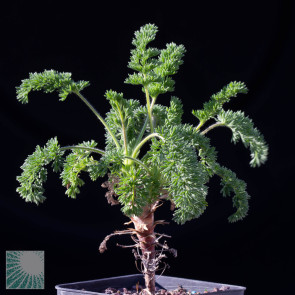 Pelargonium hirtum, immagine dell'intero esemplare.