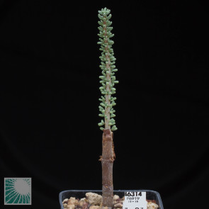 Portulacaria namaquensis