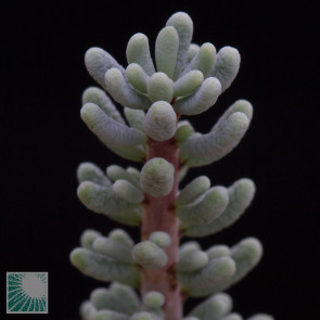 Ceraria namaquensis, particolare dell'apice della pianta.