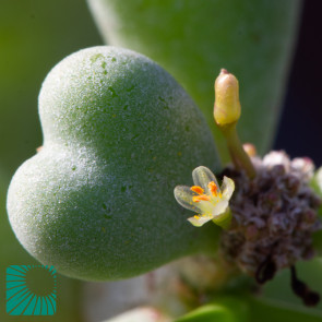 Portulacaria pygmaea