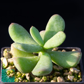 Portulacaria pygmaea, immagine dell'intero esemplare.