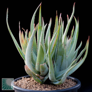 Aloe glauca