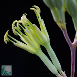 Agave nizandensis