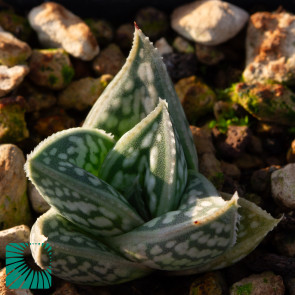 Gonialoe sladeniana, immagine dell'intero esemplare.