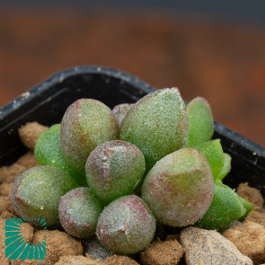 Adromischus marianae cv. Tanqua, immagine dell'intero esemplare.