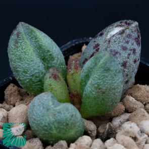 Adromischus marianae f. alveolatus