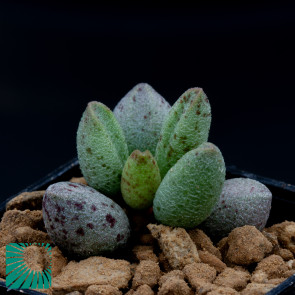Adromischus marianae f. alveolatus, immagine dell'intero esemplare.