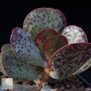 Adromischus trigynus, immagine dell'intero esemplare.